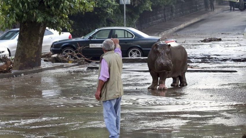 Animale sălbatice periculoase, în libertate pe străzile unui oraş