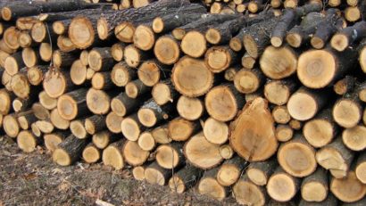 77.000 metri cubi de lemn tăiat ilegal şi 1.500 suspecţi, depistaţi în primele cinci luni
