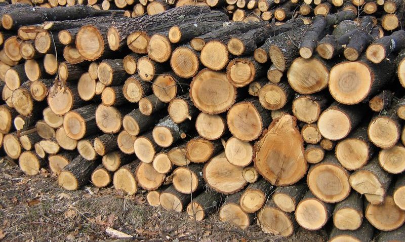 77.000 metri cubi de lemn tăiat ilegal şi 1.500 suspecţi, depistaţi în primele cinci luni