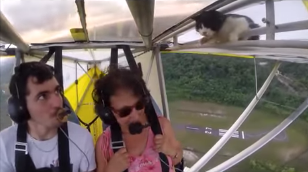 VIDEO: Cum a ajuns o piscă să zboare