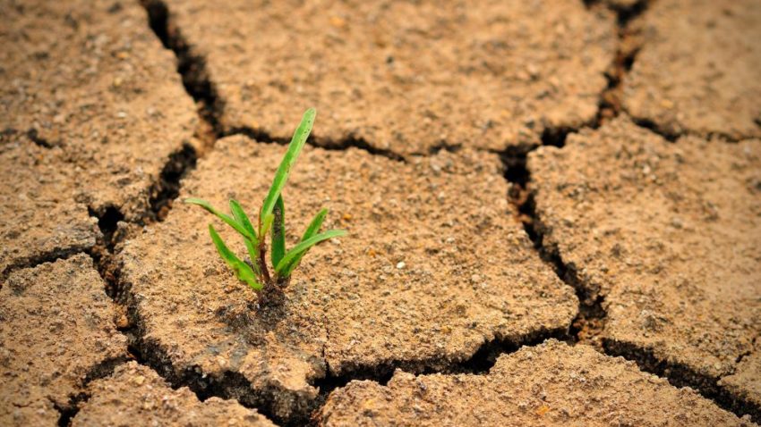 Doar 10% dintre fermierii tulceni au depus cereri pentru despăgubiri