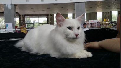 FOTO: Expoziţie de pisici la Mamaia