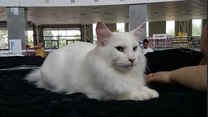 FOTO: Expoziţie de pisici la Mamaia