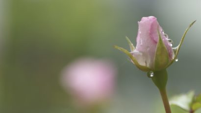 Vreme predominant frumoasă şi caldă în Dobrogea