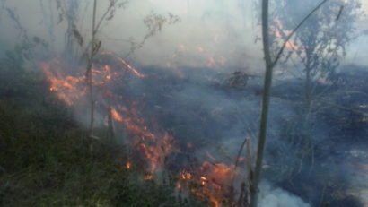 Arde vegetația uscată din Eforie