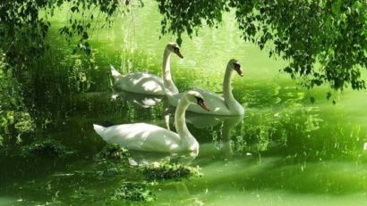 HOROSCOP 6 august 2015