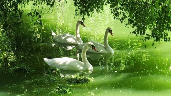 HOROSCOP 6 august 2015