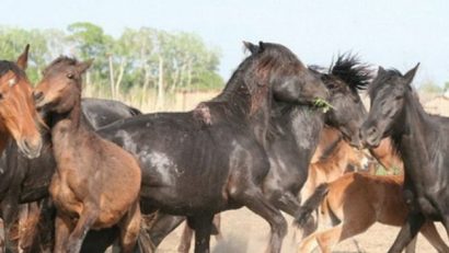 Reproducerea cailor săbatici din Grindul Letea, ţinută sub control