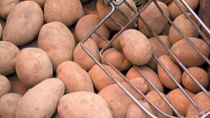 Cartofi la preţul de 30 de bani kilogramul