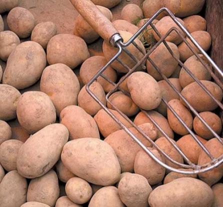 Cartofi la preţul de 30 de bani kilogramul