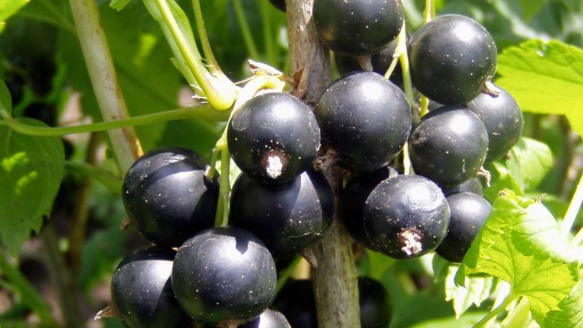 Sucul de coacăze negre îmbunătățește funcțiile creierului și contribuie la prevenirea bolii Alzheimer