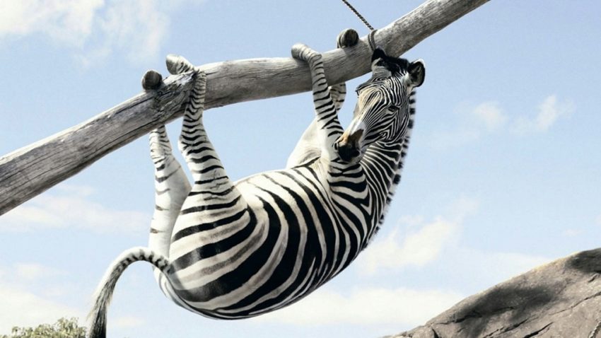 Nu mai călcaţi zebre!