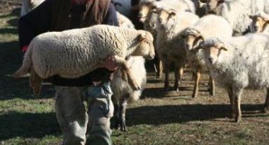 Furt de oi la Poiana