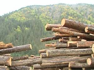 Delapidare cu material lemnos la Călăraşi !