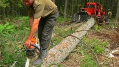 1.500 de persoane cercetate pentru infracţiuni silvice