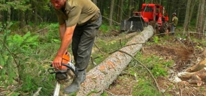 1.500 de persoane cercetate pentru infracţiuni silvice