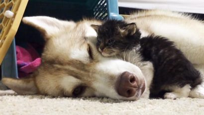 VIDEO: Pisicuța care se crede câine după ce a fost adoptată de un Husky