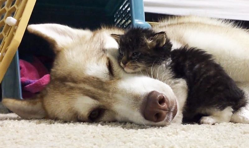 VIDEO: Pisicuța care se crede câine după ce a fost adoptată de un Husky
