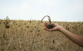 (AUDIO) Tulcea: culturile agricole, distruse de secetă