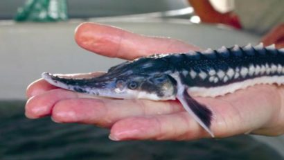 VIDEO LIVE – A patra repopulare cu sturioni