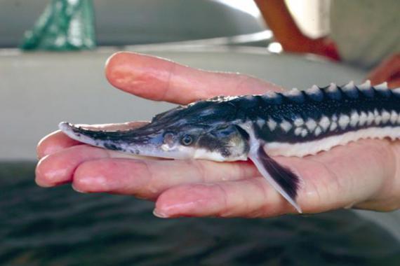 VIDEO LIVE – A patra repopulare cu sturioni