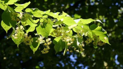 Sărbătoare cu parfum de tei în Dobrogea. Oaspeţi întâmpinaţi cu borş pescăresc
