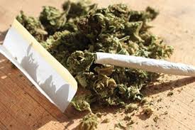 Captură de cannabis în Constanţa