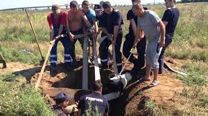 O vacă a căzut într-o groapă la Medgidia