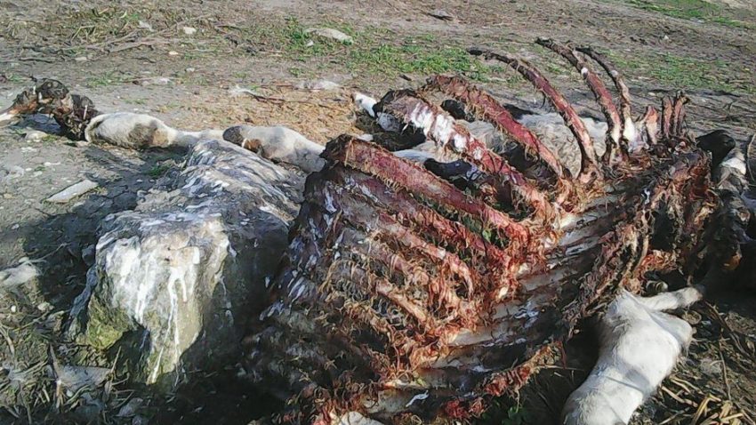 Ferma de oi din Poiana riscă să fie închisă
