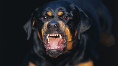 Constanţa, un sat fără câini cu botniţă şi lesă