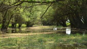 TULCEA: Decolmatarea a două canale, aprobate de ARBDD
