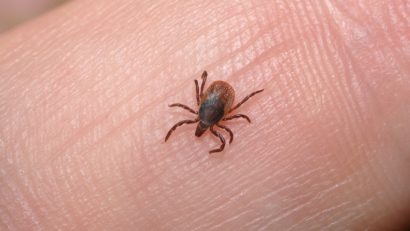 Atenţie la căpuşe când ieşiţi la iarbă verde