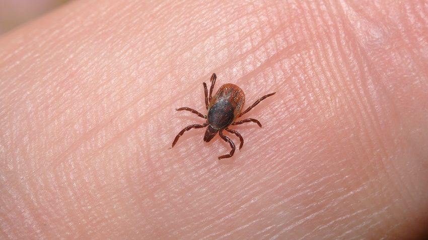 Atenţie la căpuşe când ieşiţi la iarbă verde