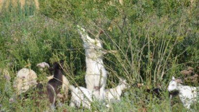 Canicula și seceta amenință animalele! Pompierii au dus apă pentru animale la o stână