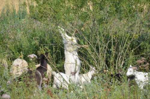 Canicula și seceta amenință animalele! Pompierii au dus apă pentru animale la o stână