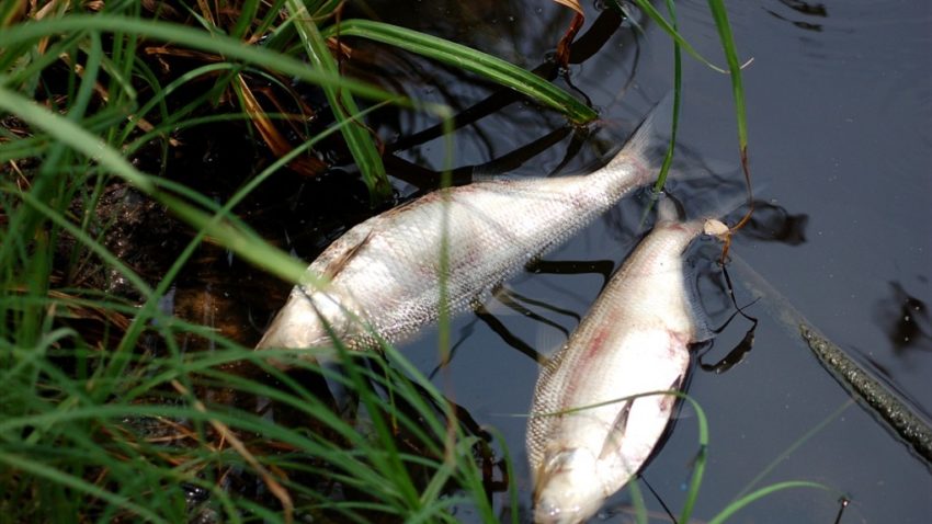 Invazie de peşti morţi în Delta Dunării