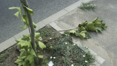 Tânărul care a distrus platanii de pe bulevardul Marinarilor a fost identificat