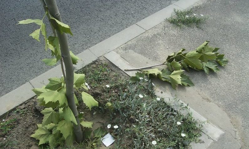 Tânărul care a distrus platanii de pe bulevardul Marinarilor a fost identificat