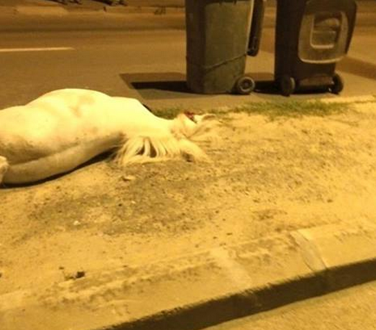 Constanța: Accident bizar – Un ponei a fost omorât de o mașină