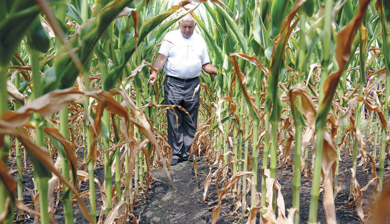 Statul întinde o mână agricultorilor afectaţi de secetă
