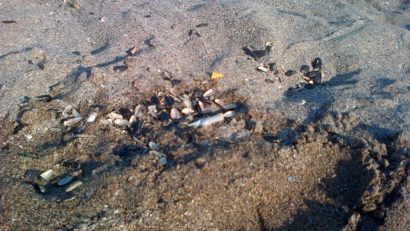 VIDEO + AUDIO: Plaja NU este o scrumieră. Dar coş de gunoi, pentru unii, DA