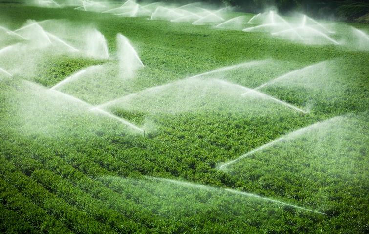 TULCEA: Agricultura judeţului dintre ape suferă de sete