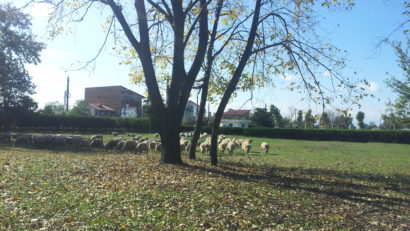 AUDIO: Cum a afectat seceta activitatea crescătorilor de ovine?