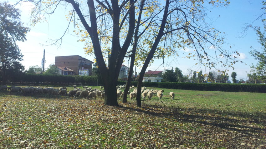 AUDIO: Cum a afectat seceta activitatea crescătorilor de ovine?