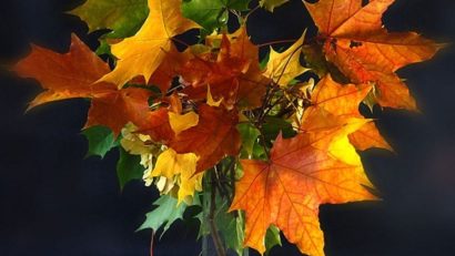 HOROSCOP 9 septembrie 2015