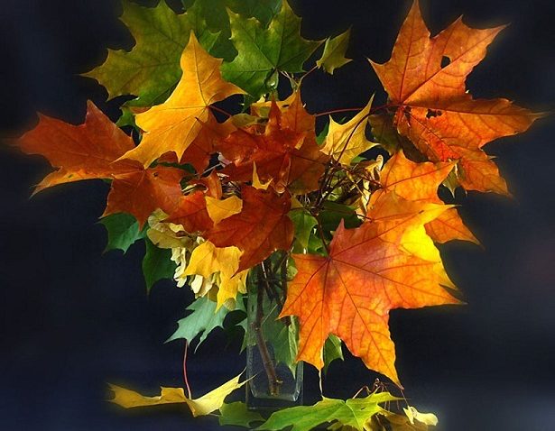 HOROSCOP 9 septembrie 2015