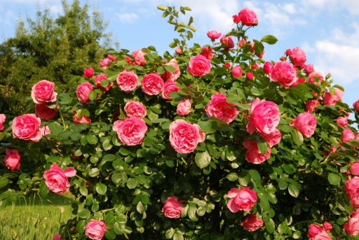 HOROSCOP 15 septembrie 2015