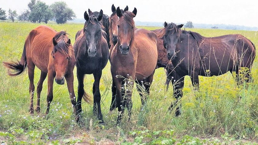 AUDIO: Caii sălbăticiţi din Tulcea, obiectiv turistic şi de cercetare ştiinţifică