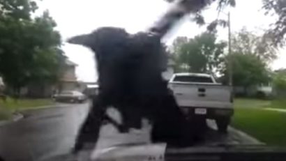 (VIDEO) Cioara buclucaşă