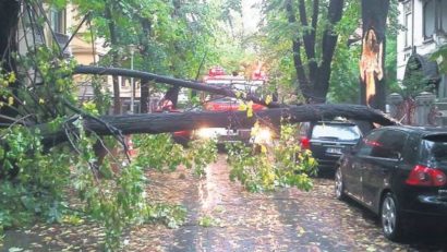 CONSTANŢA: Cum puteţi scăpa de arborii gata să se prăbuşească